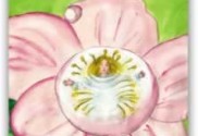 Flor de Bach Crab_apple_1 - Sumersalud